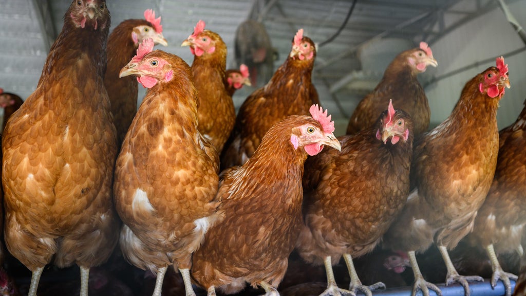 Approximately 90 "backyard flock" birds in Northern California affected by avian flu — CBS Bay Area (KPIX), Moraga Community news