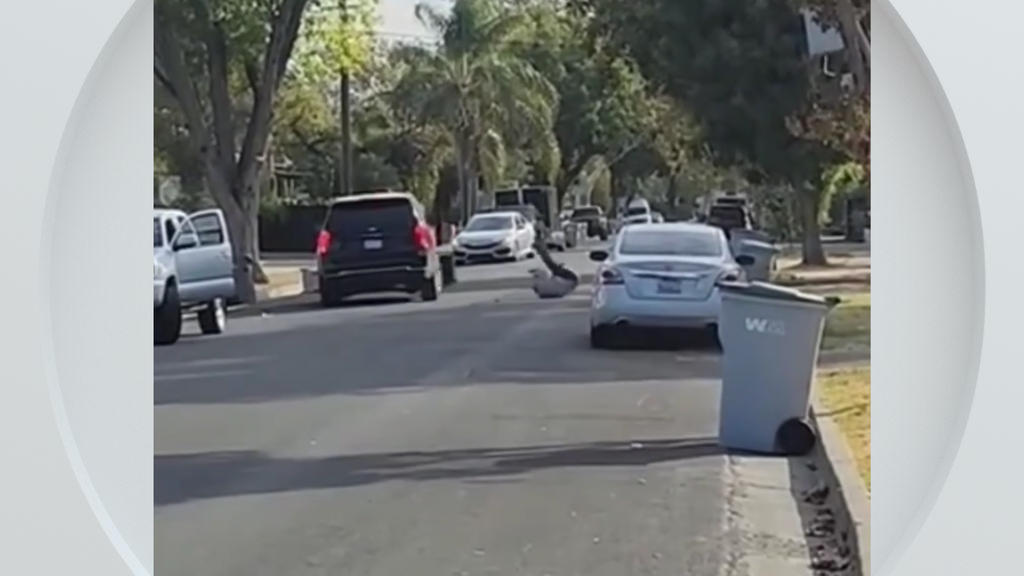 Federal immigration vehicle hits pedestrian in Woodland, police say — CBS Bay Area (KPIX), Moraga Health news
