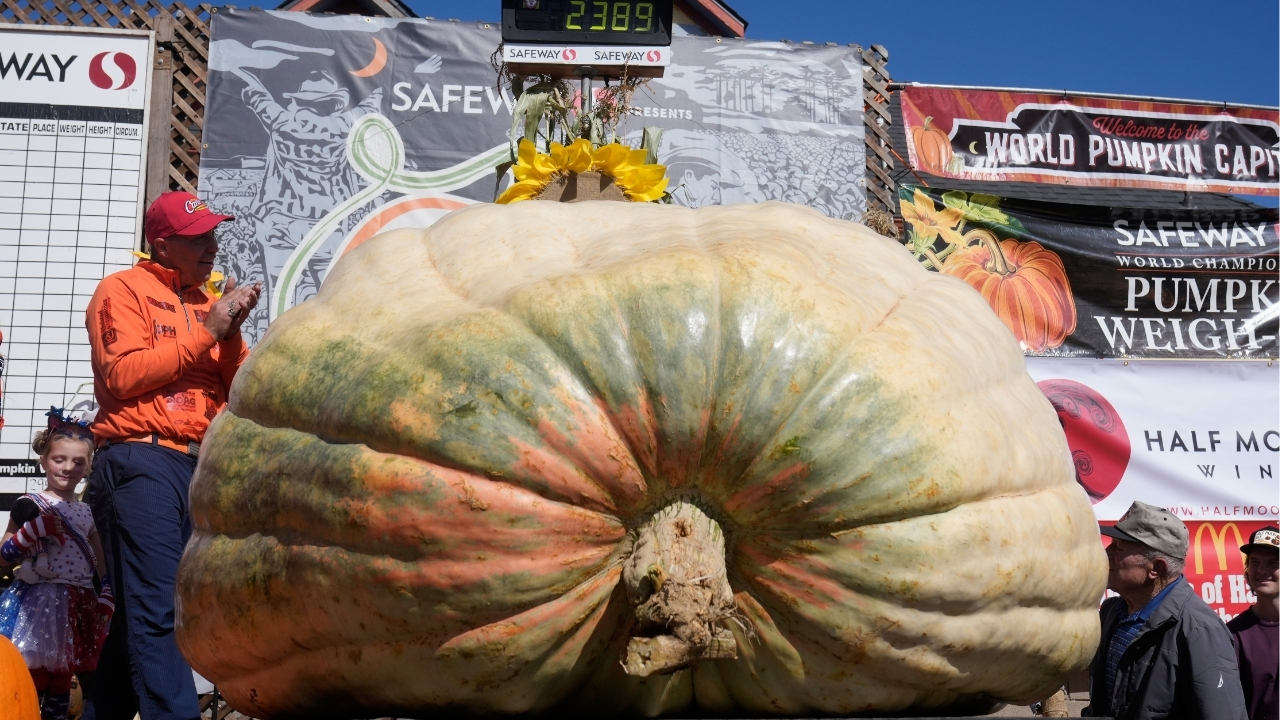 A giant pumpkin named Rocky gives a champion grower his California comeback
— ABC 7 Bay Area, Moraga Schools news