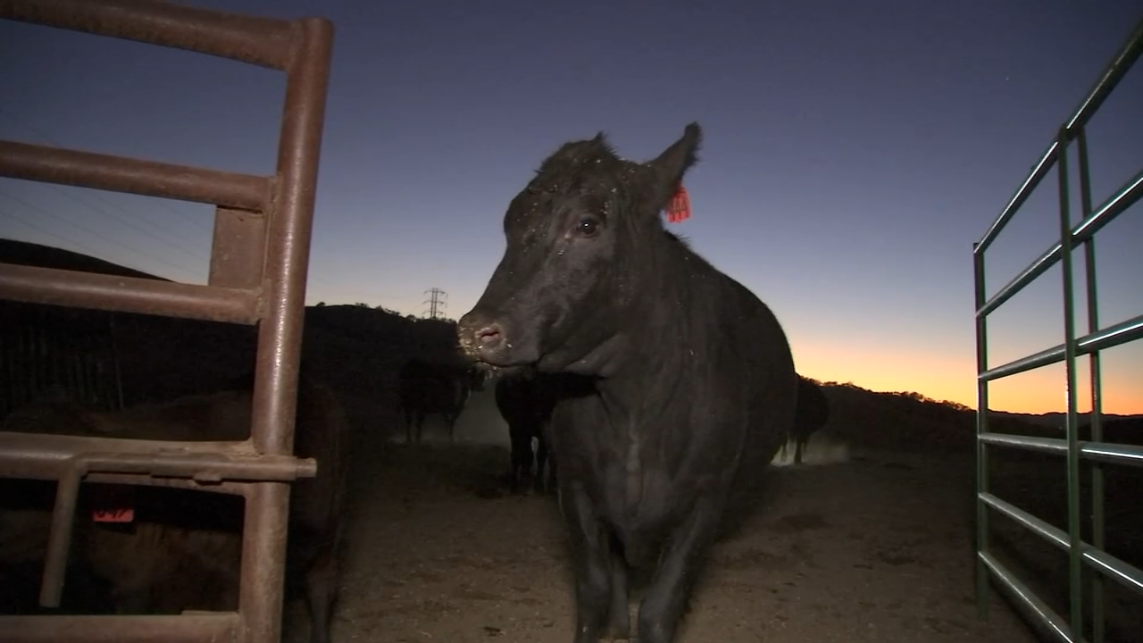 PG&E Public Safety Power Shutoffs leave Bay Area ranchers, residents frustrated
       — ABC 7 Bay Area, Moraga Community news