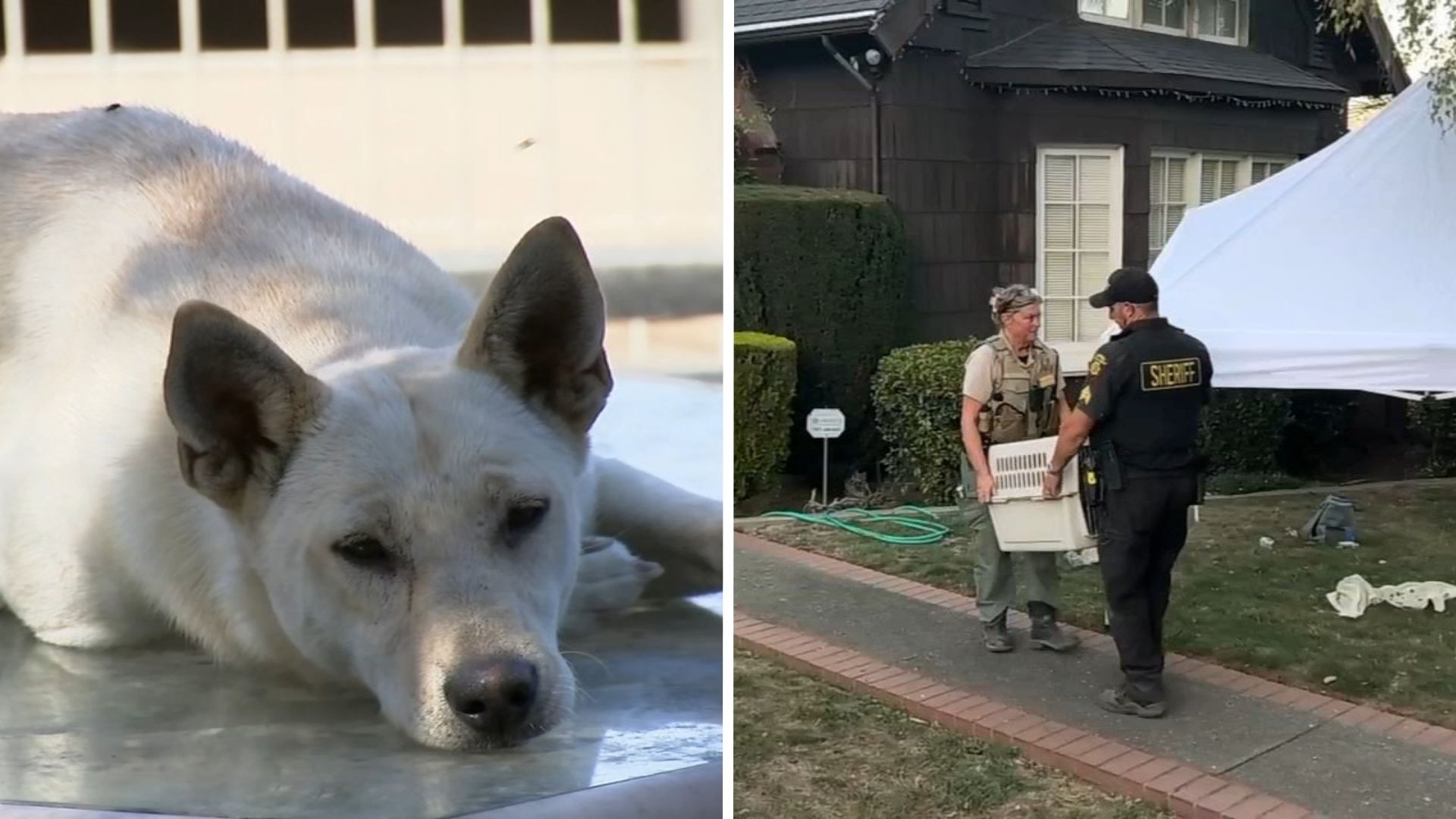 44 dogs removed from Vallejo 'hoarder' home linked to convicted breeder in animal cruelty case
       — ABC 7 Bay Area, Moraga Real Estate news