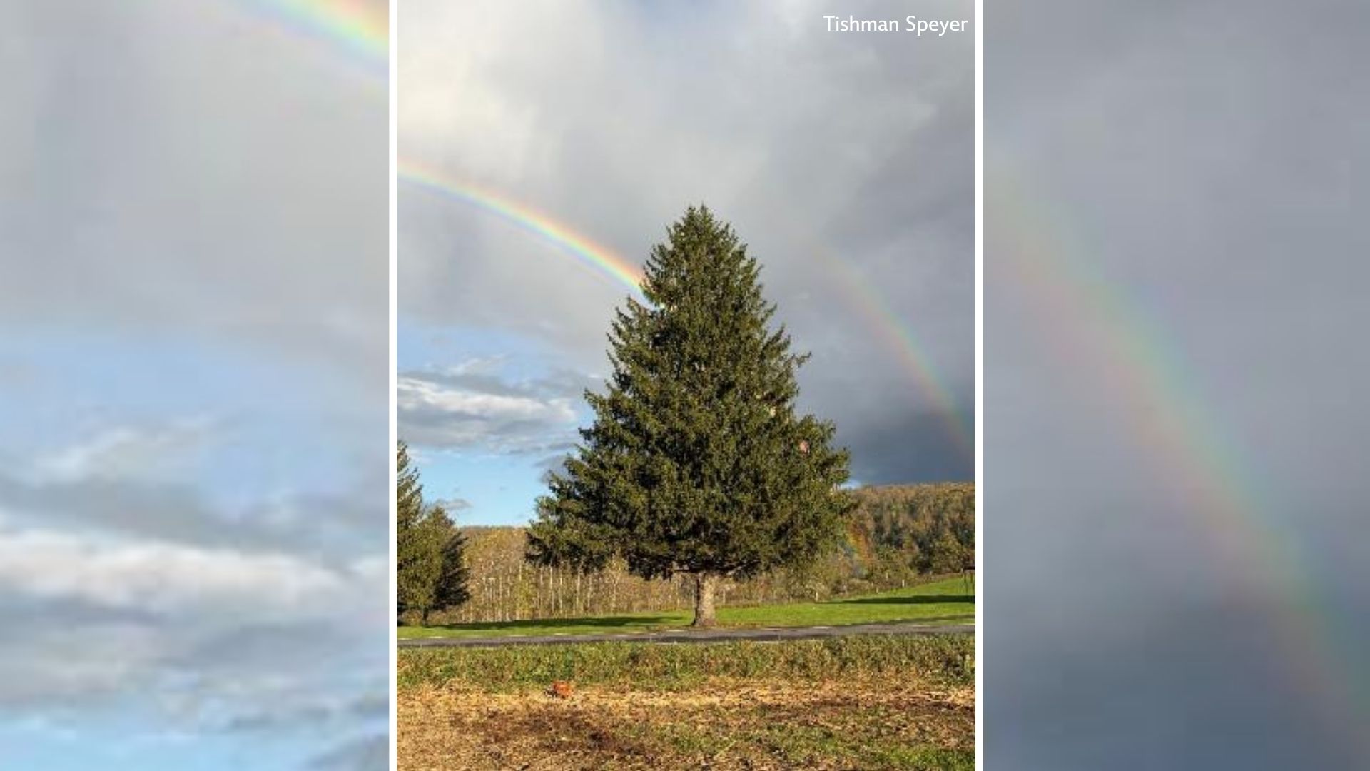 The 2026 Rockefeller Center Christmas tree has been selected
— ABC 7 Bay Area, Moraga Community news