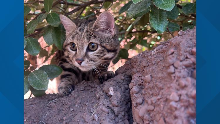 Maverick the Black-Footed Cat out on habitat at Cameron Park Zoo — KCEN (Central Texas), Moraga Community news