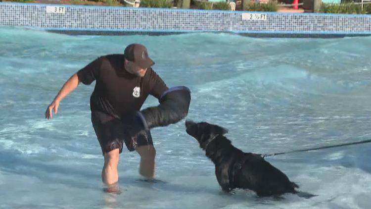 Tampa police K-9s train at theme park to prepare for emergencies — WTSP 10 Tampa Bay, Moraga Community news
