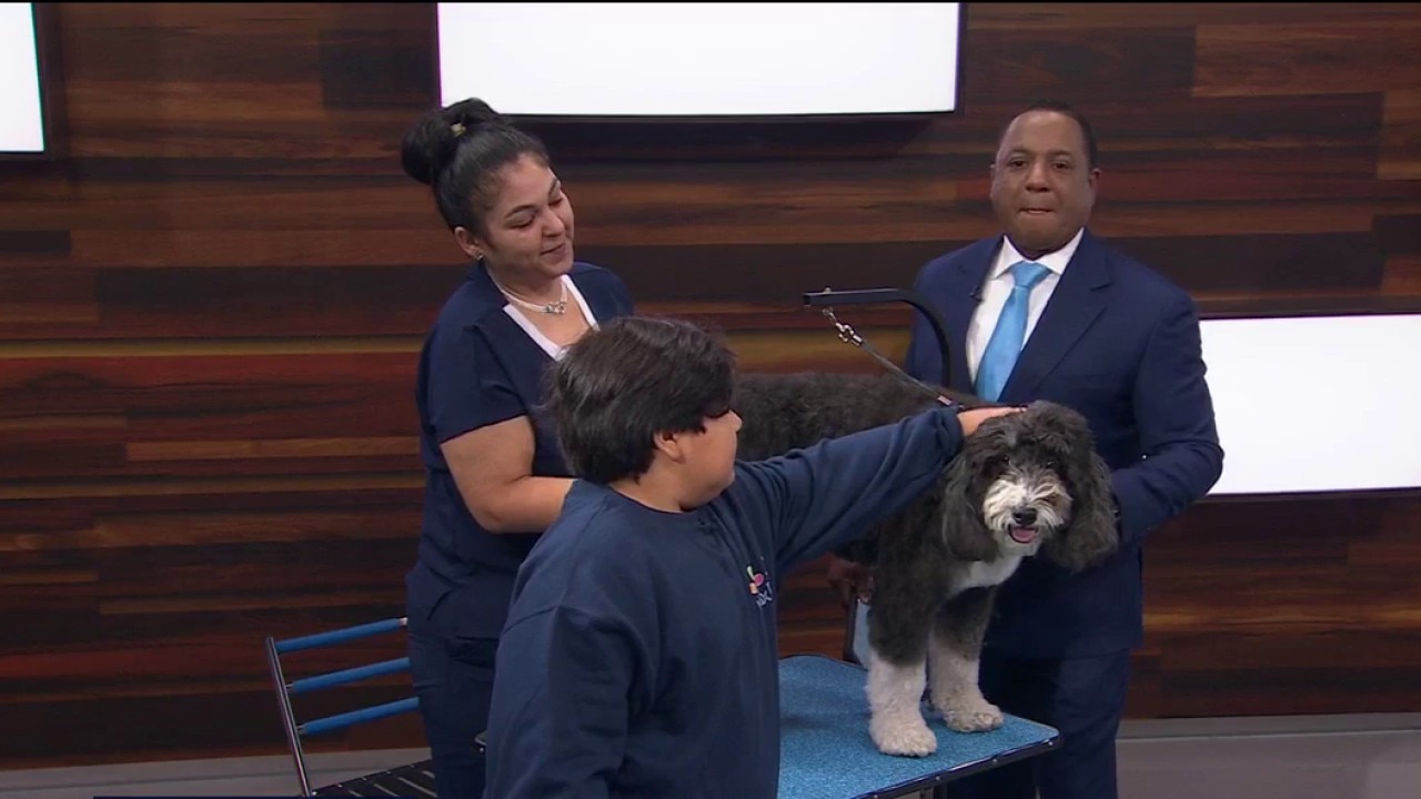 Your dog grooming questions answered — KTVU FOX 2 Bay Area, Moraga Business news
