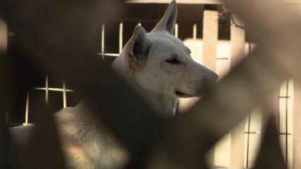 Dozens of dogs taken from Vallejo home amid animal cruelty investigation — KTVU FOX 2 Bay Area, Moraga Real Estate news